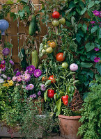 Gemüse auf dem Balkon ziehen
