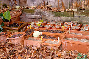 Put planted bulbs in pots in a sheltered place and cover them up