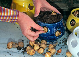 Place crocus bulbs in crocus pots in October-November. Bulb tip