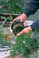 Verbena 'Tapien' Austopfen und Einsetzen