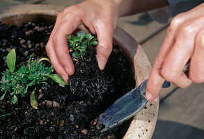 Summer flowering bulbs in pots