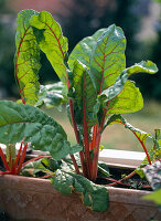 Swiss chard