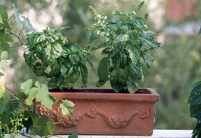 Large-leaved Basil in a Terracotta Box