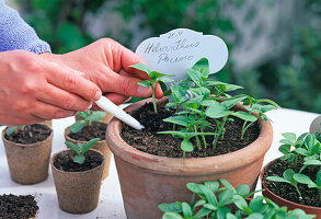 Step 1: Remove seedlings from seed pot