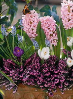 Hyacinthus, crocus vernus und Erica carnea mit Schmetterling