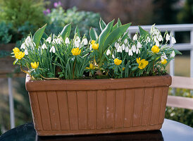 Galanthus nivalis,