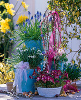 Salix 'Kilmarnock' (Kätzchenweide), Muscari (Traubenhyazinthe), Galanthus (Schneeglöckchen)