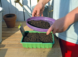 Sift soil loosely over seeds
