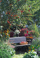 Autumn garden with Malus 'James Grieve' (apple tree)