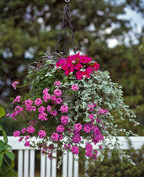 Verbena-Hybr.'tapien', Helichrysum Petiolare 'Silver'