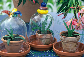Oleander cuttings for rooting under glass hoods