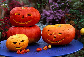 Halloween: geschnitzte und ausgehöhlte Kürbisse (Cucurbita)