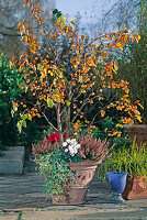 Apple tree with alternating underplanting on the terrace