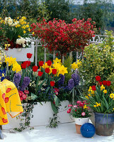 Azalee, Tulipa 'HAMILTON', Hyacinthus 'Delft Blaun'