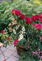 Rhododendron 'Nova Zembla',Viburnum Tomentosum