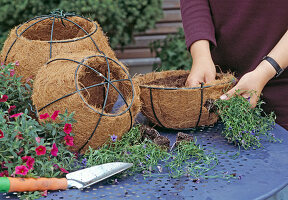 Plant the hanging globe