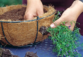 Planting a hanging globe