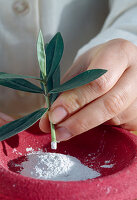 Propagation of cuttings of Hebe (Veronica)