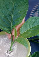 Datura, cuttings propagation