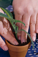 Datura, cuttings propagation