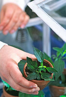 Solanum rantonnetii, cuttings propagation 10th step