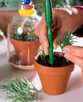 Rosemary cuttings propagation