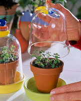 Oregano cuttings propagation