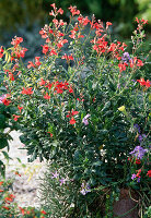 Salvia jamensis 'La Lima'