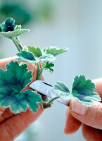 Propagation of leaf geranium cuttings 6th step