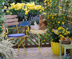 Narcissus, Myosotis sylvatica, Bellis, Kerria japonica 'Plenza'