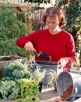 Plant box with autumn magic bushes