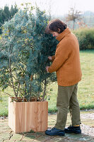 Overwintering a rose: 1-Step: put fir branches in the pot for protection