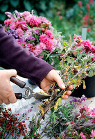 Strauß binden mit Herbstchrysanthemen, Hagebutten und Salbei. 2. Step