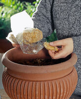 Growing brown caps in pots 4th step