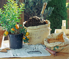 Repotting Citrus: expanded clay, soil, clay shards 0.Step