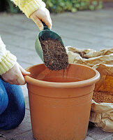 Repotting myrtle in spring