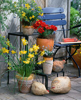 Etagere mit Narcissus 'Pipit' (boden), Narcissus 'Tete-a-Tete'