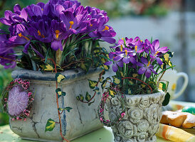 Crocus vernus 'Rembrance'