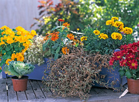 When the first summer bloomers have turned to 'hay', they are taken out of the box