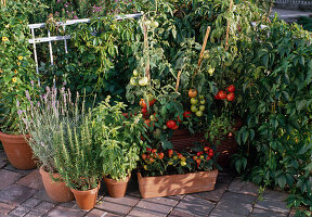 Herbs and vegetables on the balcony