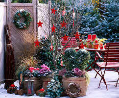 Magnolia stellata (Star magnolia), Ligustrum (Privet heart), Hedera (Ivy), Brassica (Ornamental cabbage)