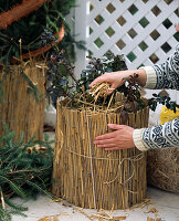 Winter protection for Rose in the bucket