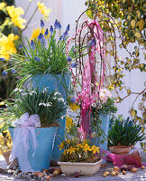 Salix 'Kilmarnock' (catkin willow), Muscari (grape hyacinth), Galanthus (snowdrop)