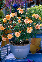 Rosa 'Clementine' (Dwarf Rose)