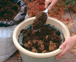 Planting daffodils in tubs in autumn (4/7)