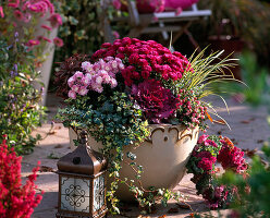 Chrysanthemum pot