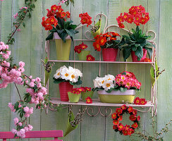 Primula acaulis and 'Crescendo' (Primrose)