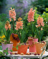 Hyacinths with onions