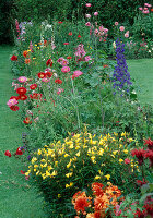 Rittersporn (Papaver), Rittersporn (Delphinium), Ölweide (Oenothera)