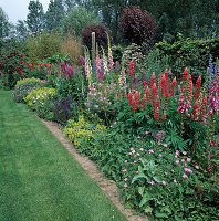 Staudenbeet mit Lupinus polyphyllum (Lupinen), Digitalis (Fingerhut), Geranium (Storchschnabel), Alchemilla mollis (Frauenmantel) und Salvia nemorosa (Steppensalbei)